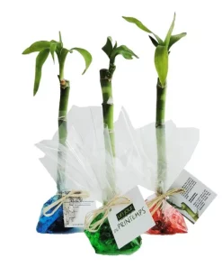 Canne chinoise dans papier fleuriste – INDIVIDUELLE