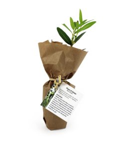 Mini plant d&rsquo;arbre avec pot en fibre de bois – FIBRA